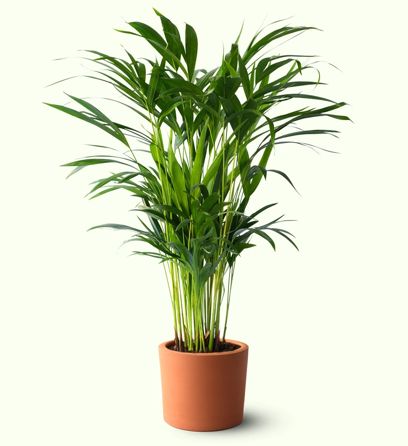 terakota toprak saksıda areka palmiyesi dypsis lutescens