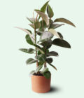 terakota toprak saksıda çift gövdeli ficus elastica kauçuk bitkisi