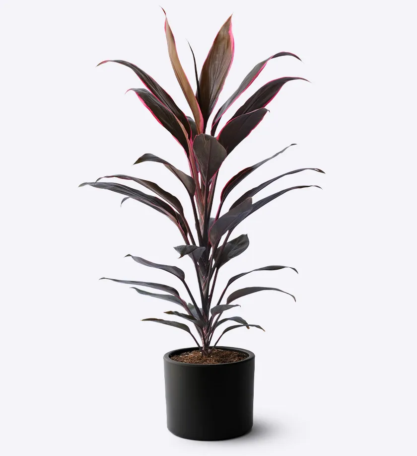 siyah renk terakota toprak saksıda kordilin bitkisi cordyline fruticosa