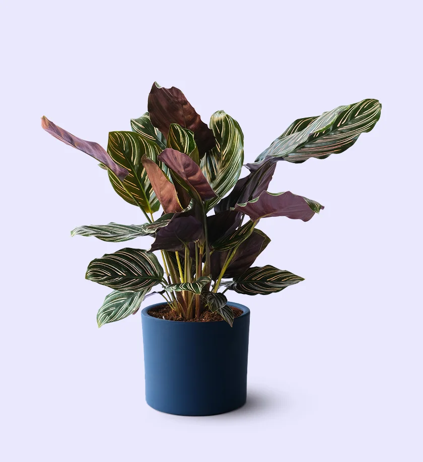 lacivert renk terakota toprak saksıda calathea ornata sanderiana dua bitkisi
