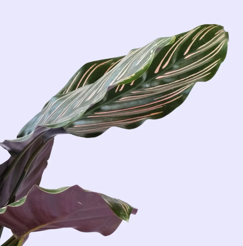 calathea ornata sanderiana dua bitkisi yakın fotoğrafı