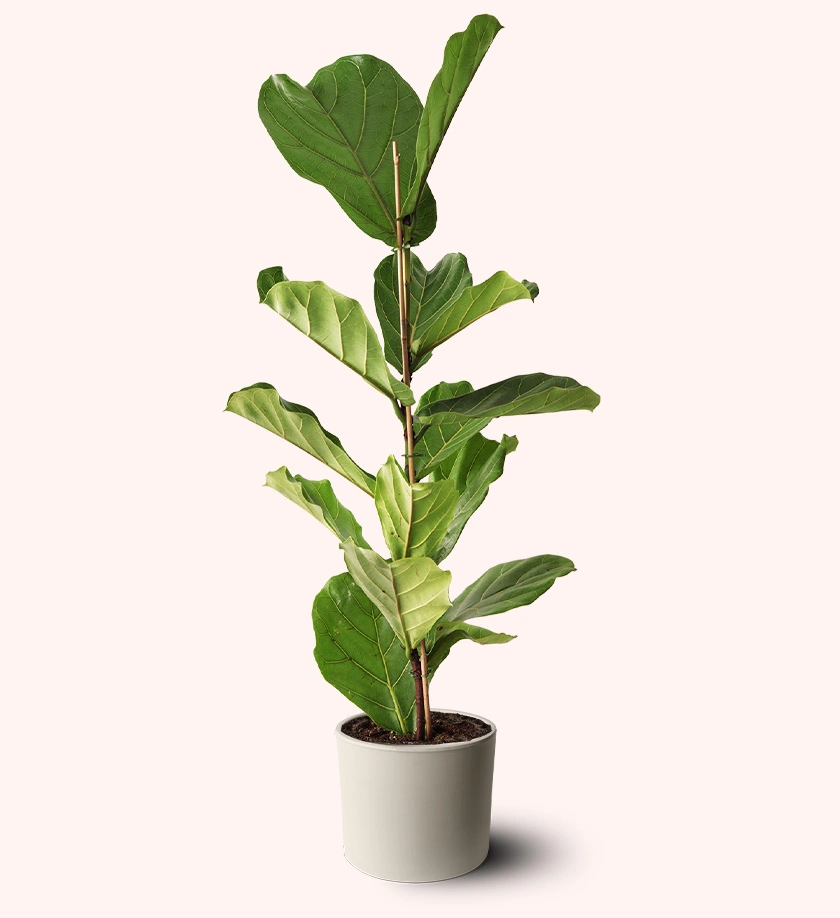 krem renk terakota toprak saksıda fiddle leaf fig ficus lyrata keman yapraklı kauçuk bitkisi