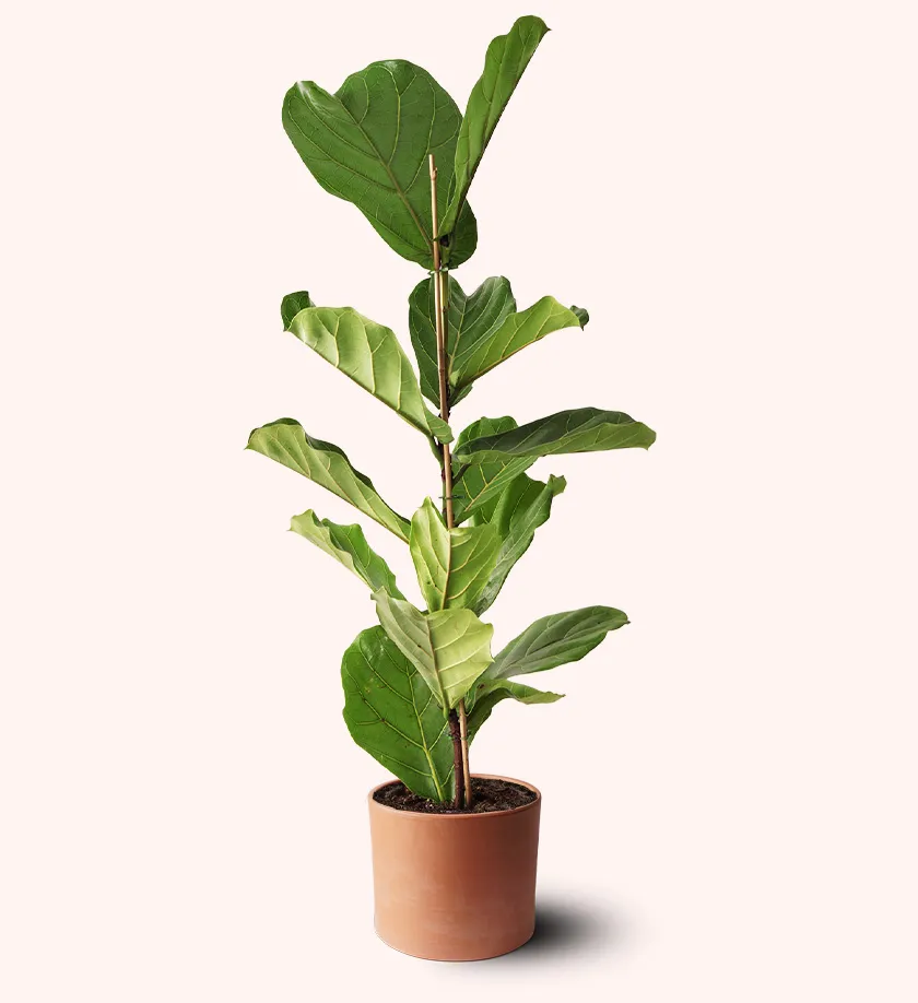 terakota toprak saksıda fiddle leaf fig ficus lyrata keman yapraklı kauçuk bitkisi