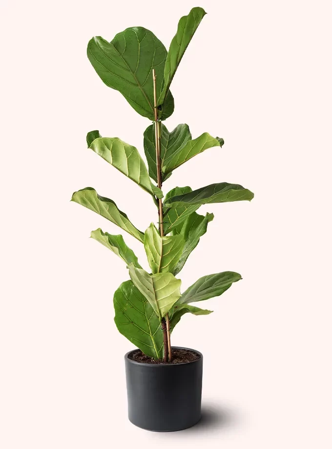siyah renk terakota toprak saksıda fiddle leaf fig ficus lyrata keman yapraklı kauçuk bitkisi