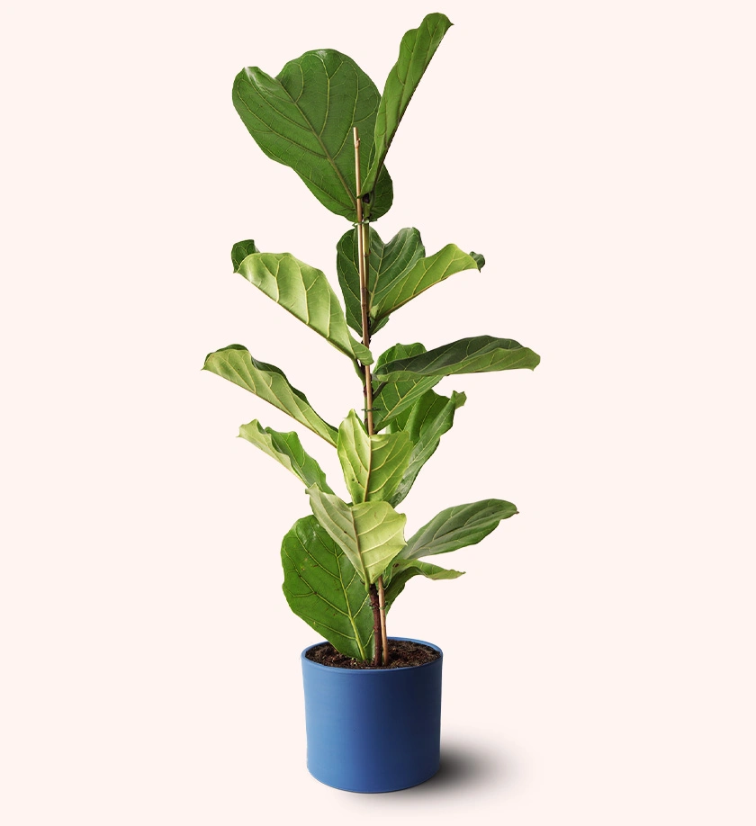lacivert renk terakota toprak saksıda fiddle leaf fig ficus lyrata keman yapraklı kauçuk bitkisi