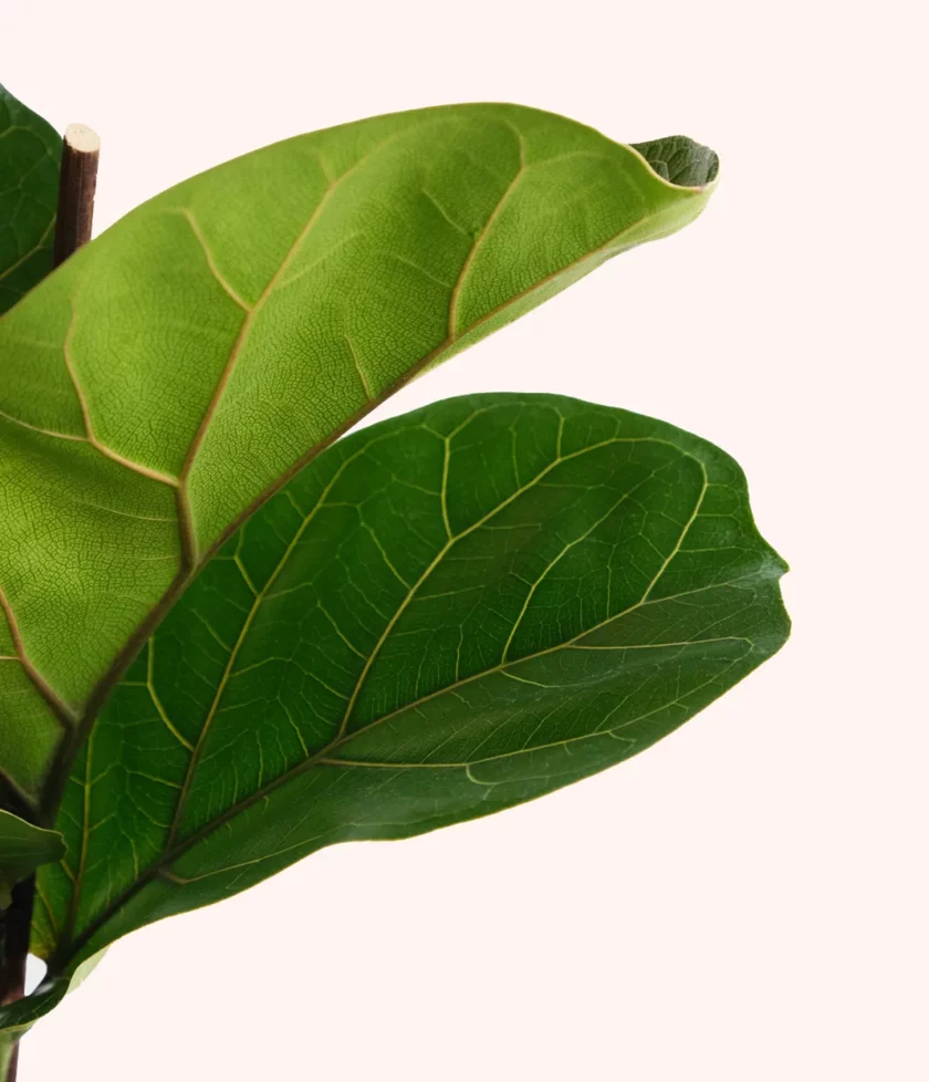 fiddle leaf fig ficus lyrata keman yapraklı kauçuk bitkisi yakın fotoğrafı