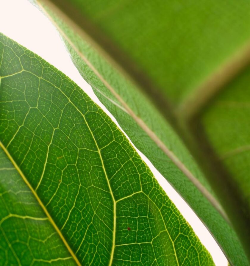keman yapraklı kauçuk fiddle leaf fig yakın fotoğrafı