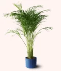 lacivert renk terakota toprak saksıda areka palmiyesi dypsis lutescens