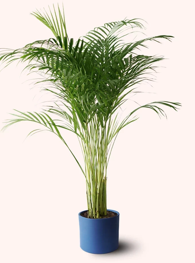 lacivert renk terakota toprak saksıda areka palmiyesi dypsis lutescens areca palm en iyi hava temizleyici bitkiler