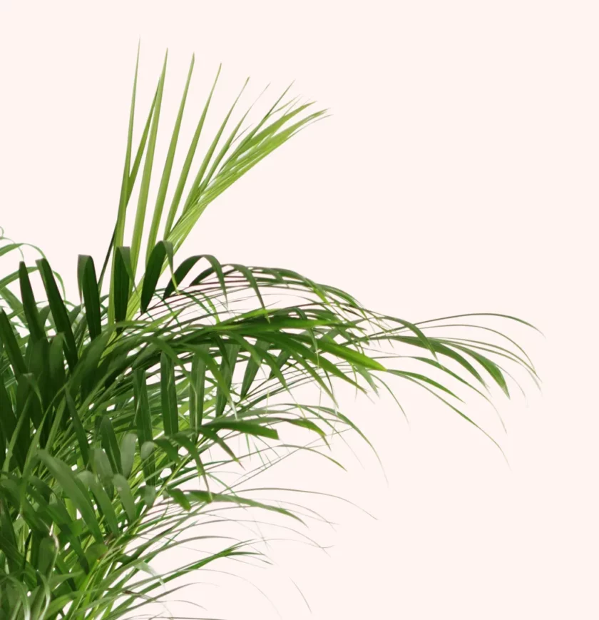 areka palmiyesi dypsis lutescens yakın fotoğrafı