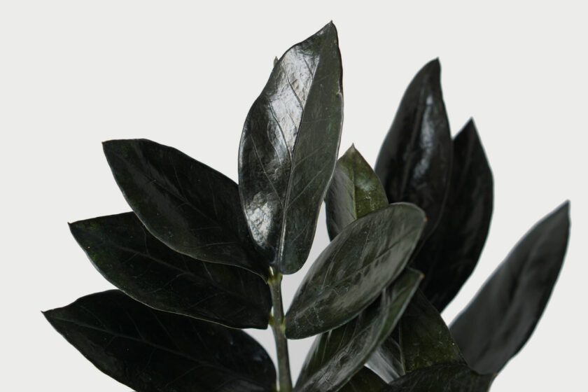 zamia black raven siyah zz bitkisi yakın fotoğrafı