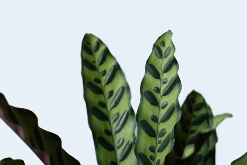 calathea lancifolia dua bitkisi dua çiçeği yakın fotoğrafı