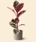 krem renk terakota toprak saksıda ficus elastica belize kauçuk bitkisi