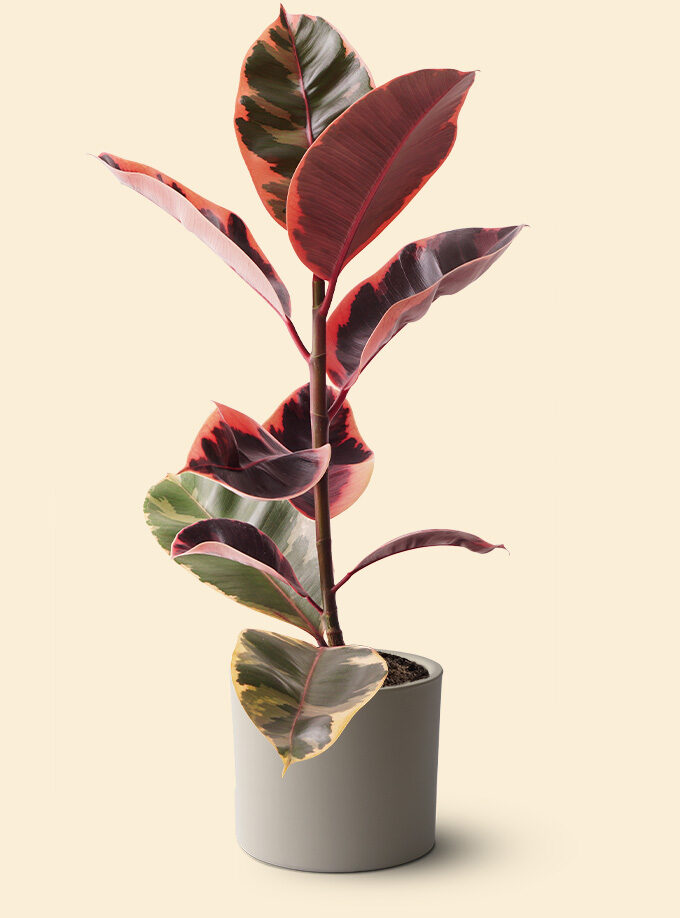 krem renk terakota toprak saksıda ficus elastica belize kauçuk bitkisi