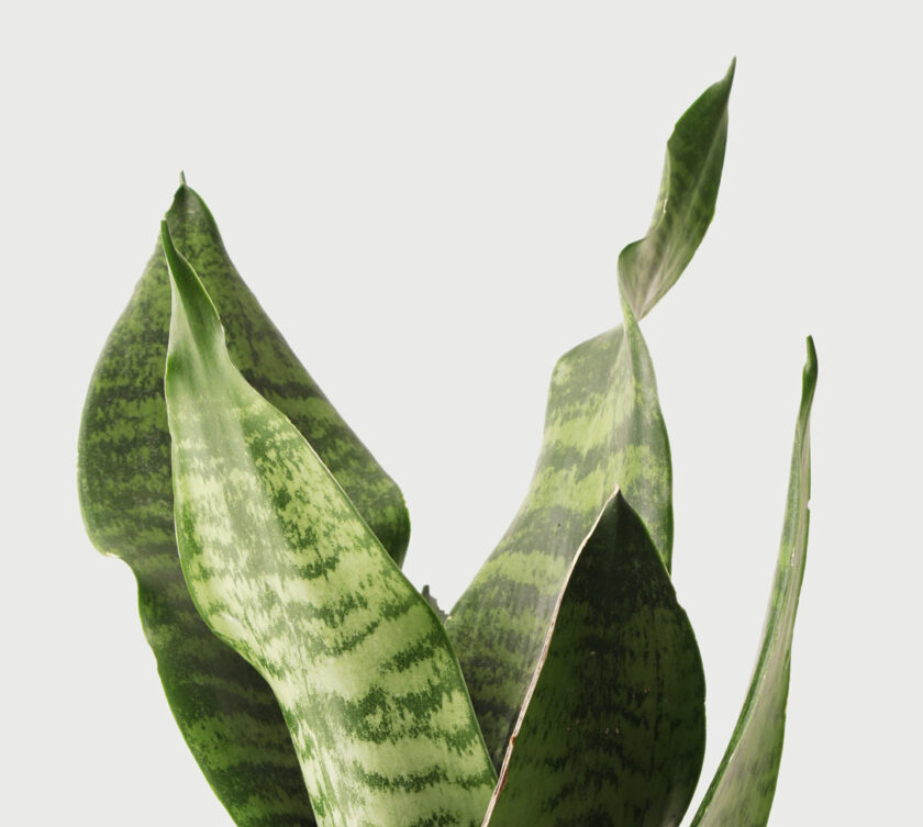 sansevieria zeynalica paşa kılıcı bitkisi yakın fotoğrafı