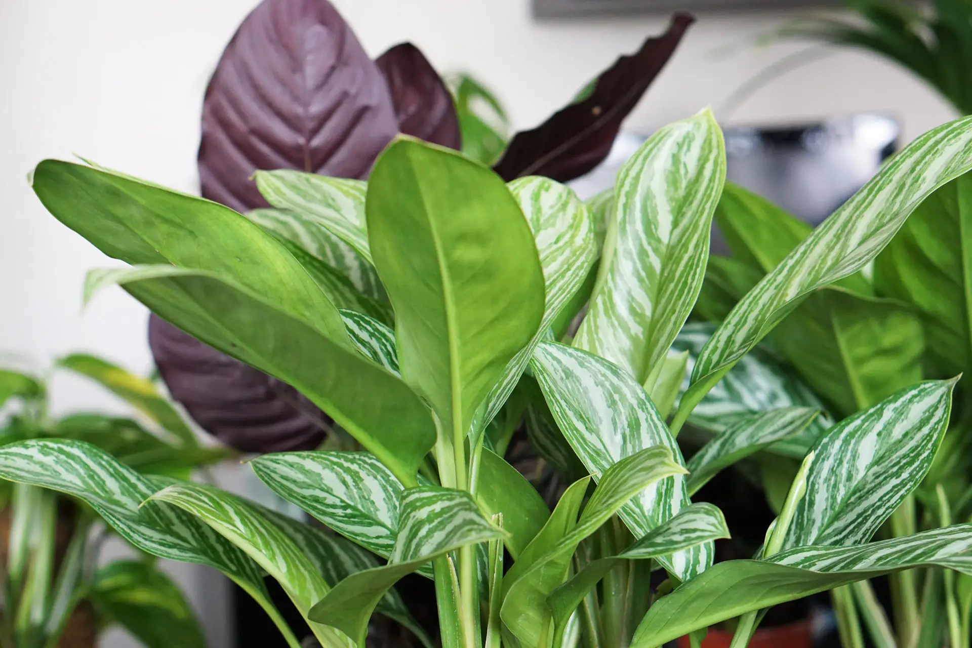 aglaonema stripes bitkilerin sağlıklı büyümesi için neye ihtiyaçları vardır