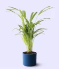 lacivert renk terakota toprak saksıda areka palmiyesi dypsis lutescens