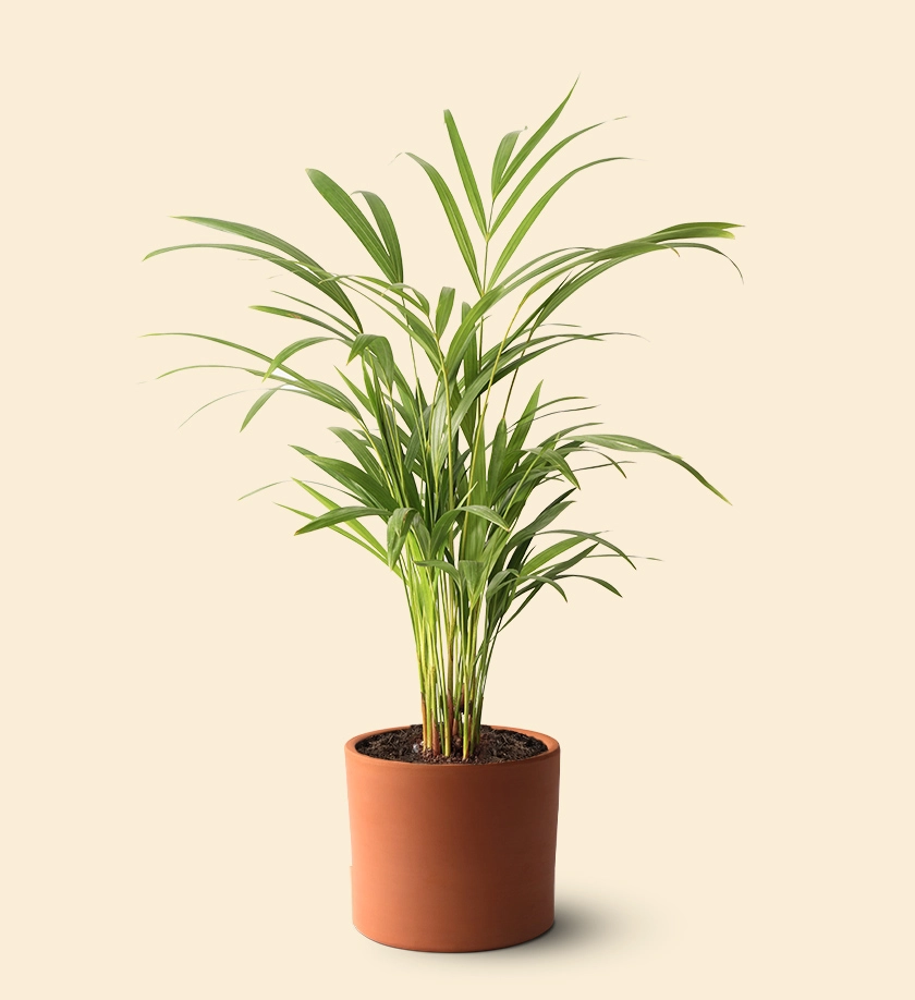 terakota toprak saksıda dypsis lutescens areka palmiyesi areca palm