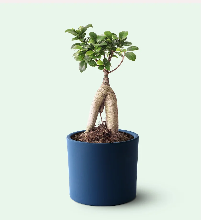 lacivert renk terakota toprak saksıda ficus ginseng bonsai