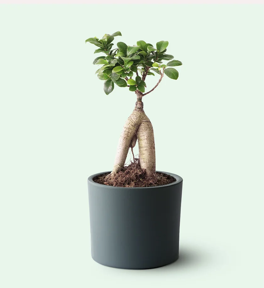 mavimsi renk terakota toprak saksıda ficus ginseng bonsai