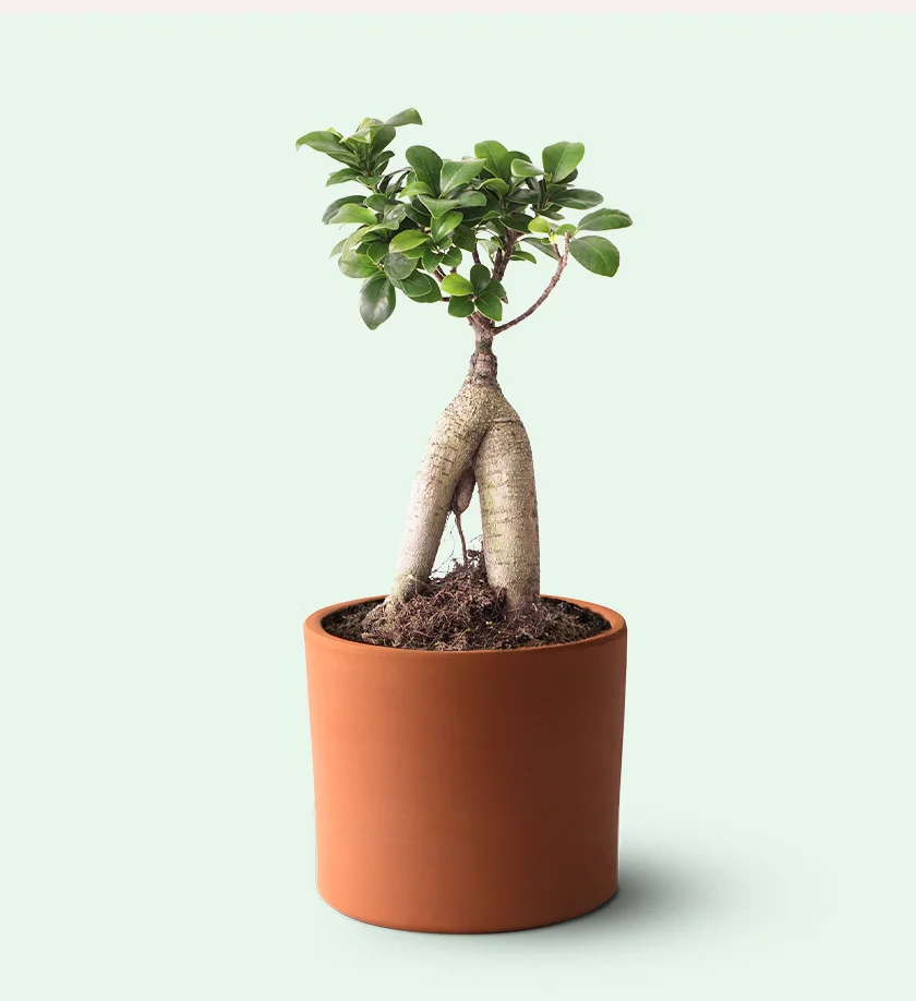 terakota toprak saksıda ficus ginseng bonsai