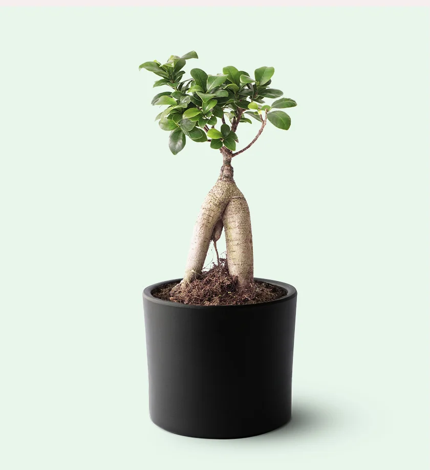 siyah renk terakota toprak saksıda ficus ginseng bonsai