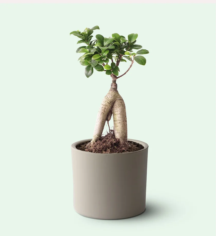 krem renk terakota toprak saksıda ficus ginseng bonsai