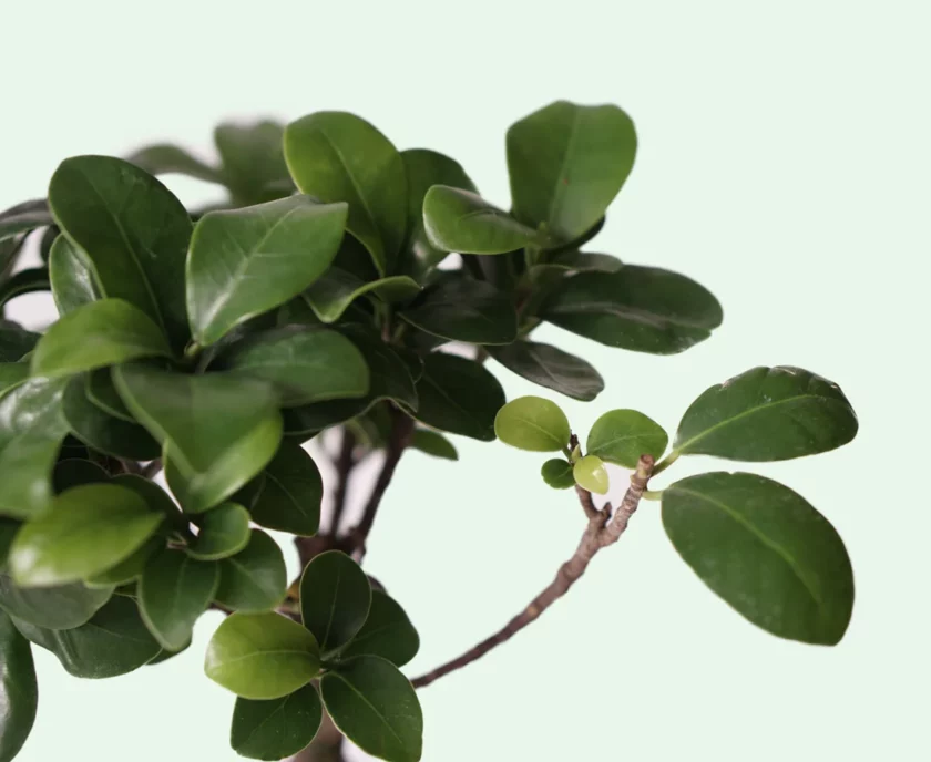 ficus ginseng bonsai yakın fotoğrafı