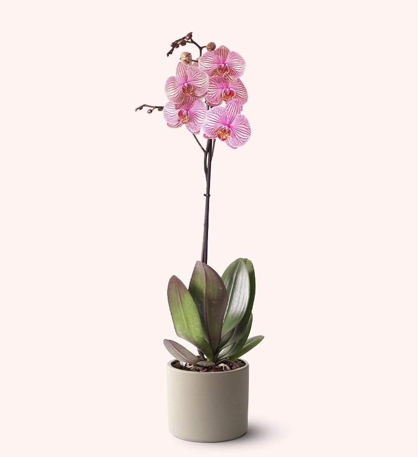 krem renk terakota toprak saksıda alacalı orkide phalaenopsis