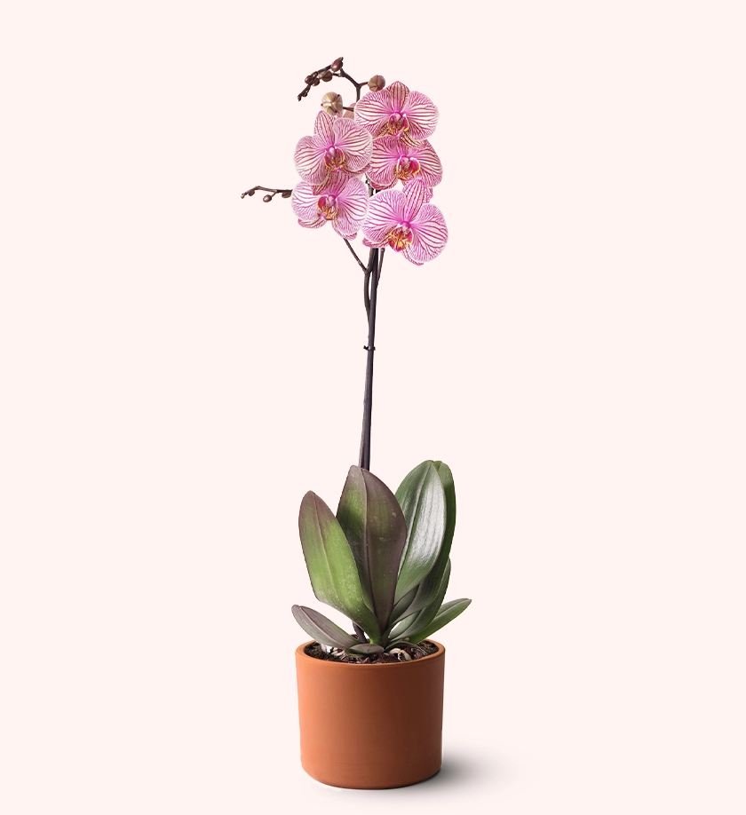 terakota toprak saksıda alacalı orkide phalaenopsis