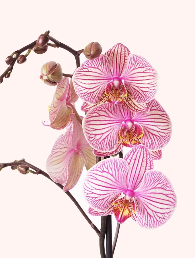 alacalı orkide phalaenopsis yakın fotoğrafı