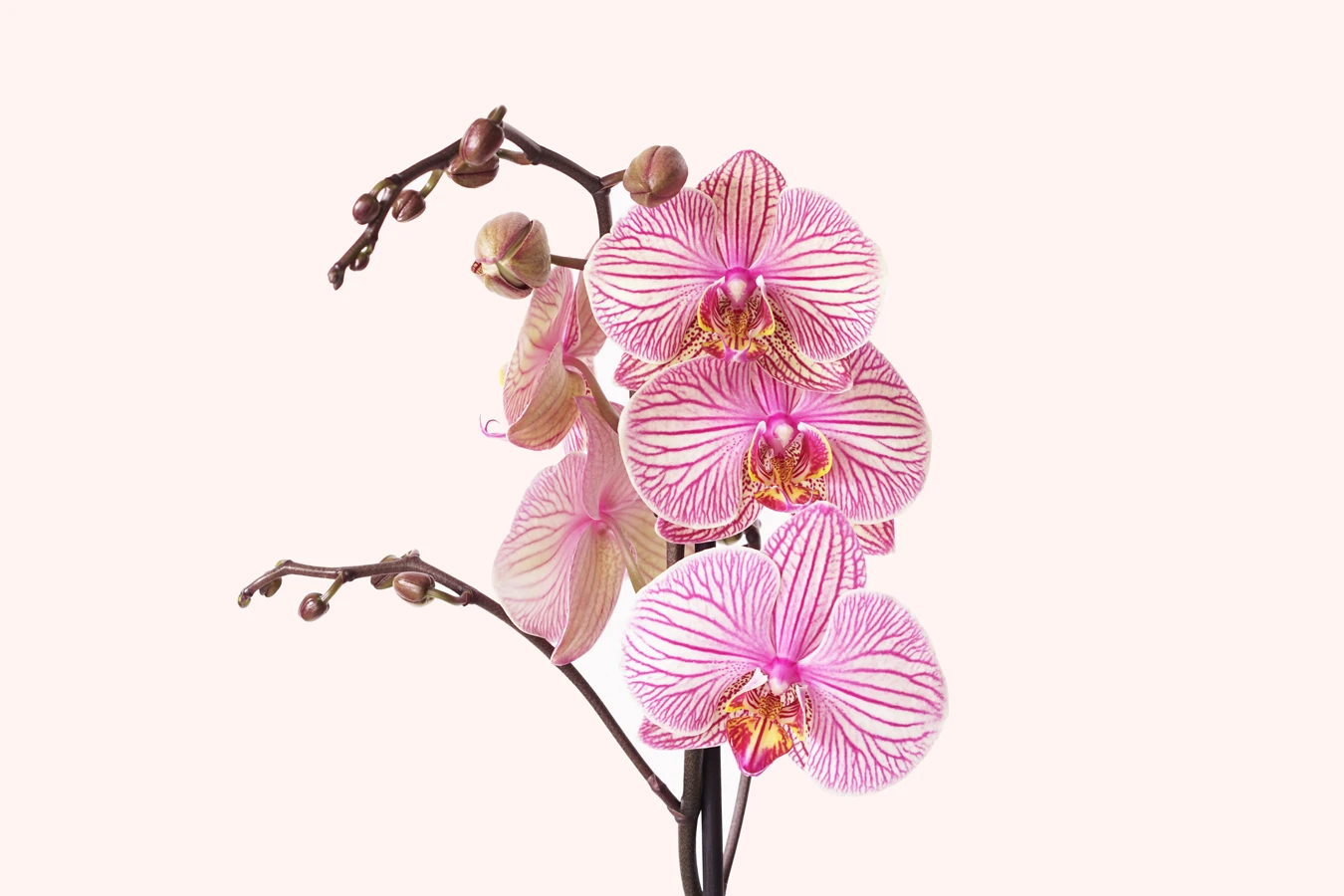 alacalı orkide phalaenopsis yakın fotoğrafı