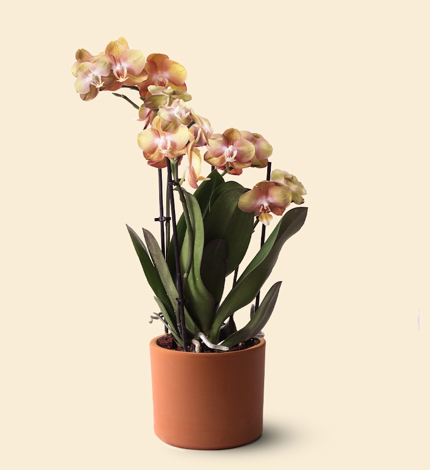 terakota toprak saksıda turuncu orkide phalaenopsis