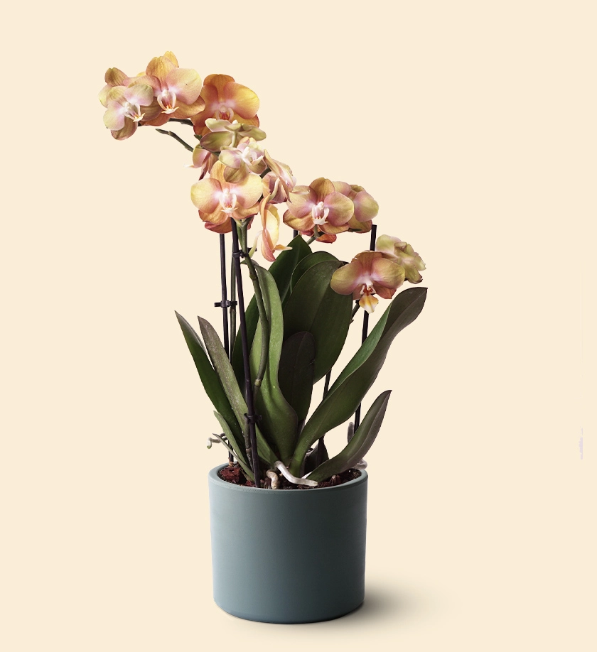 mavimsi renk terakota toprak saksıda turuncu orkide phalaenopsis