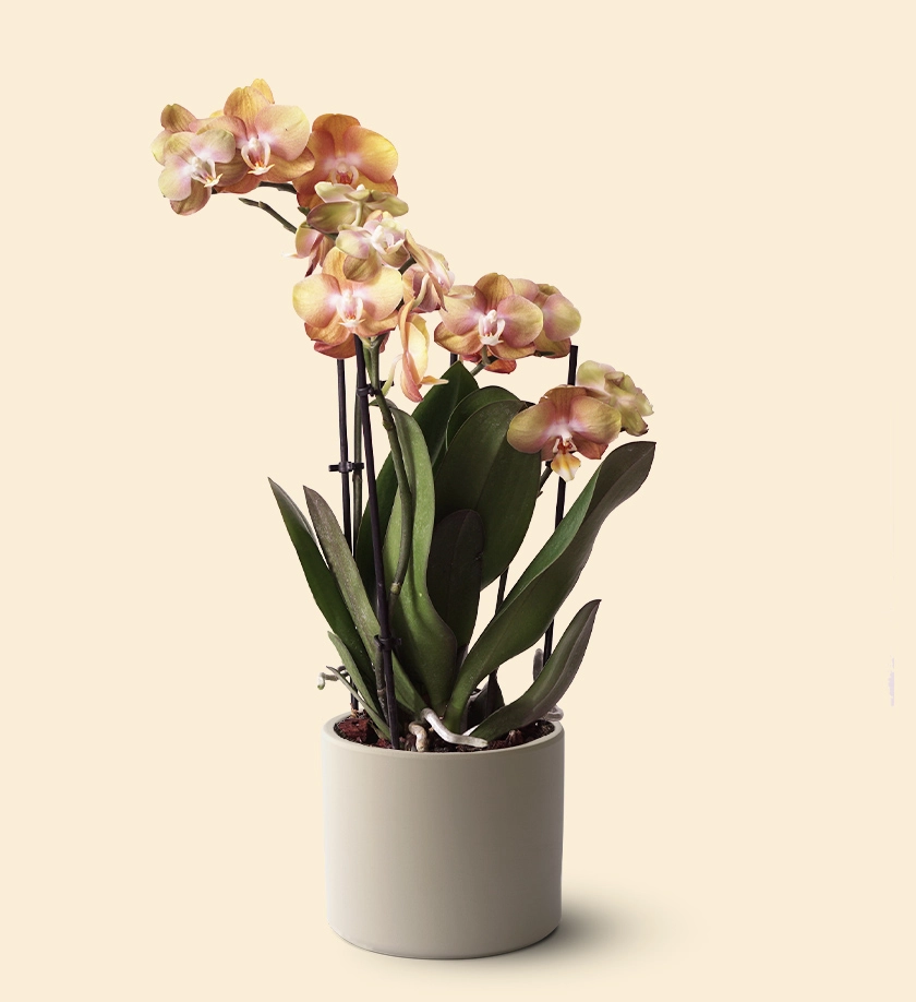 krem renk terakota toprak saksıda turuncu orkide phalaenopsis