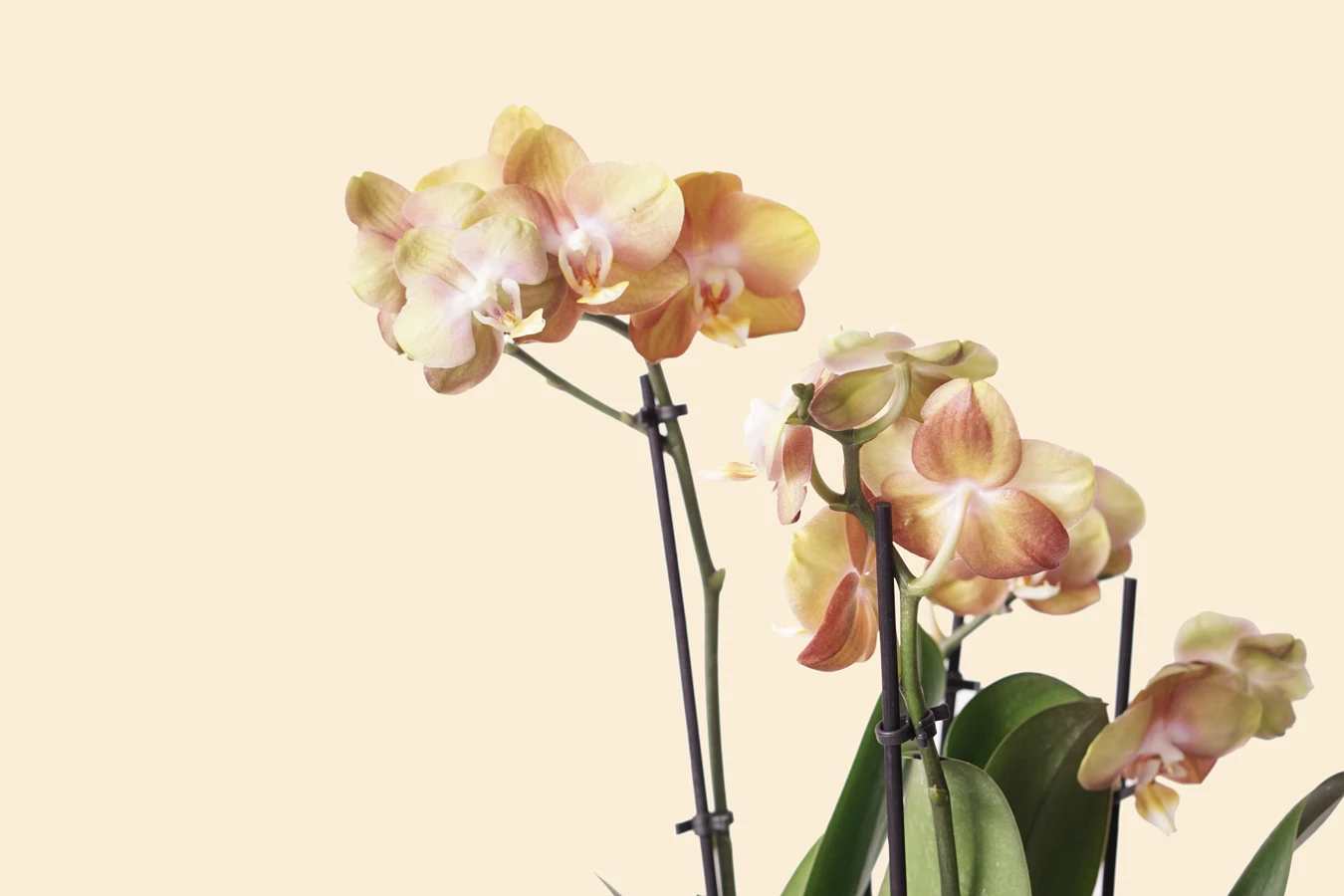 turuncu orkide phalaenopsis yakın fotoğrafı