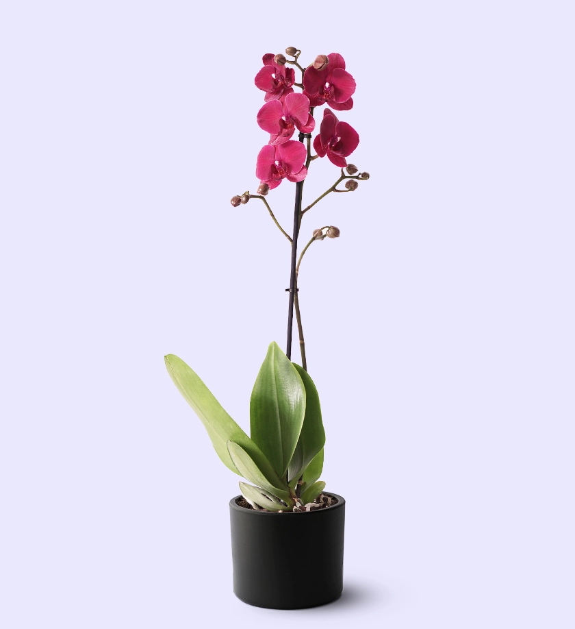 siyah renk terakota toprak saksıda mor orkide phalaenopsis