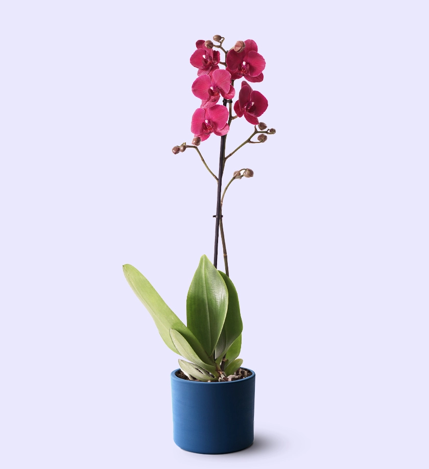 lacivert renk terakota toprak saksıda mor orkide phalaenopsis