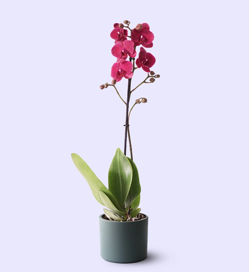 mavimsi renk terakota toprak saksıda mor orkide phalaenopsis