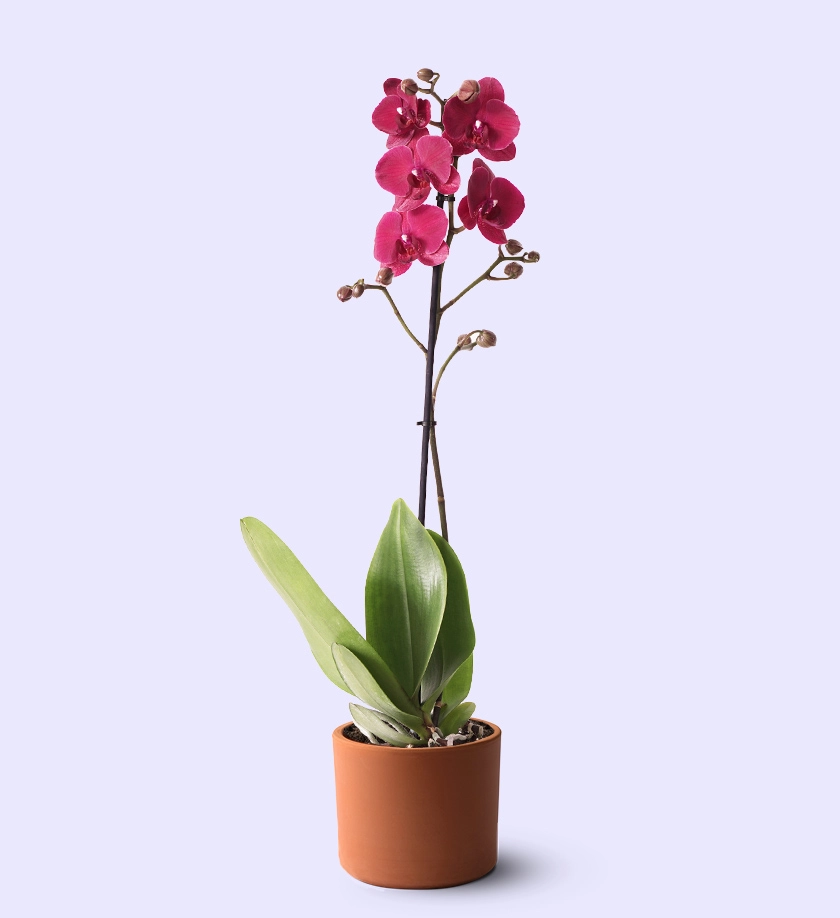 terakota toprak saksıda mor orkide phalaenopsis