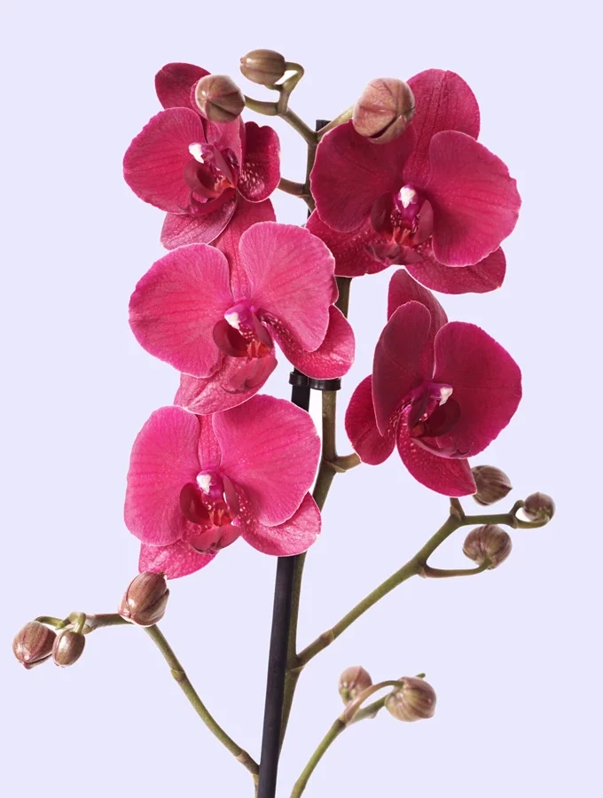 mor orkide phalaenopsis yakın fotoğrafı