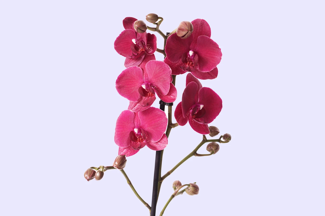 mor orkide phalaenopsis yakın fotoğrafı
