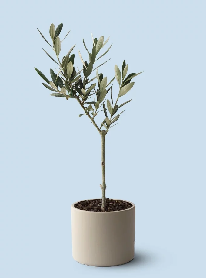 krem renk terakota toprak saksıda olive tree zeytin ağacı