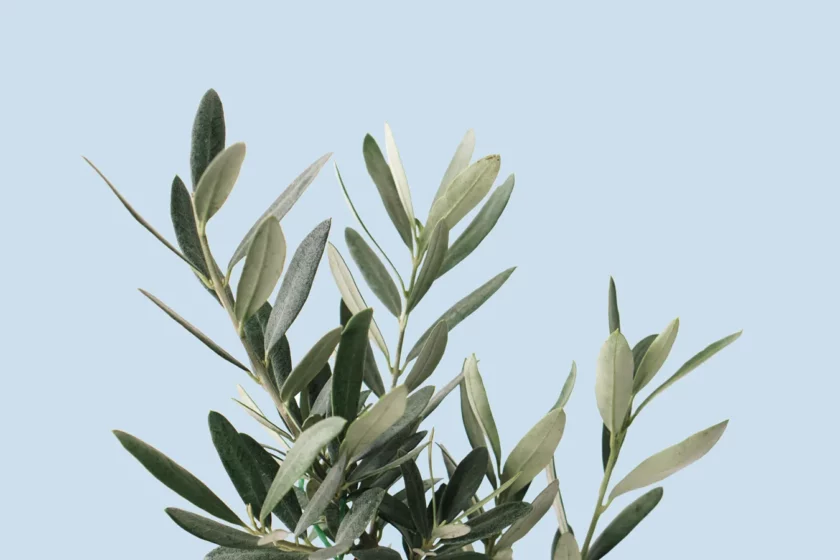 olive tree zeytin ağacı yakın fotoğrafı