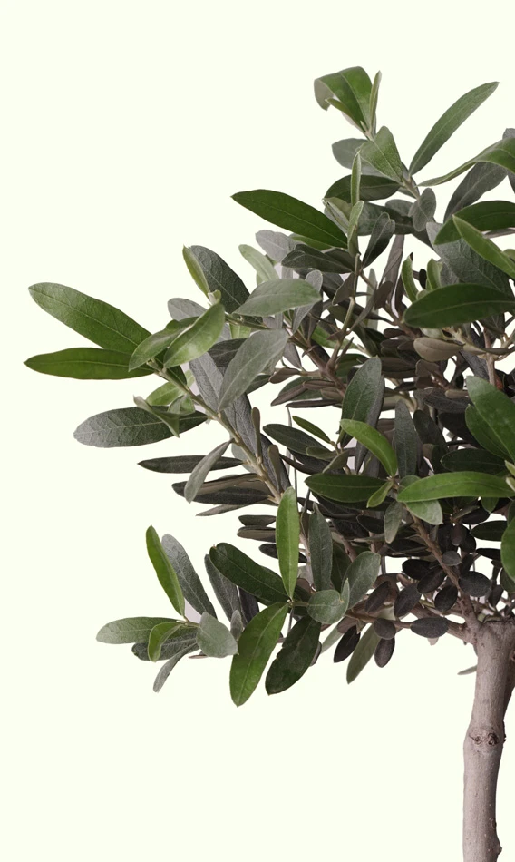 olive tree zeytin ağacı büyük boy