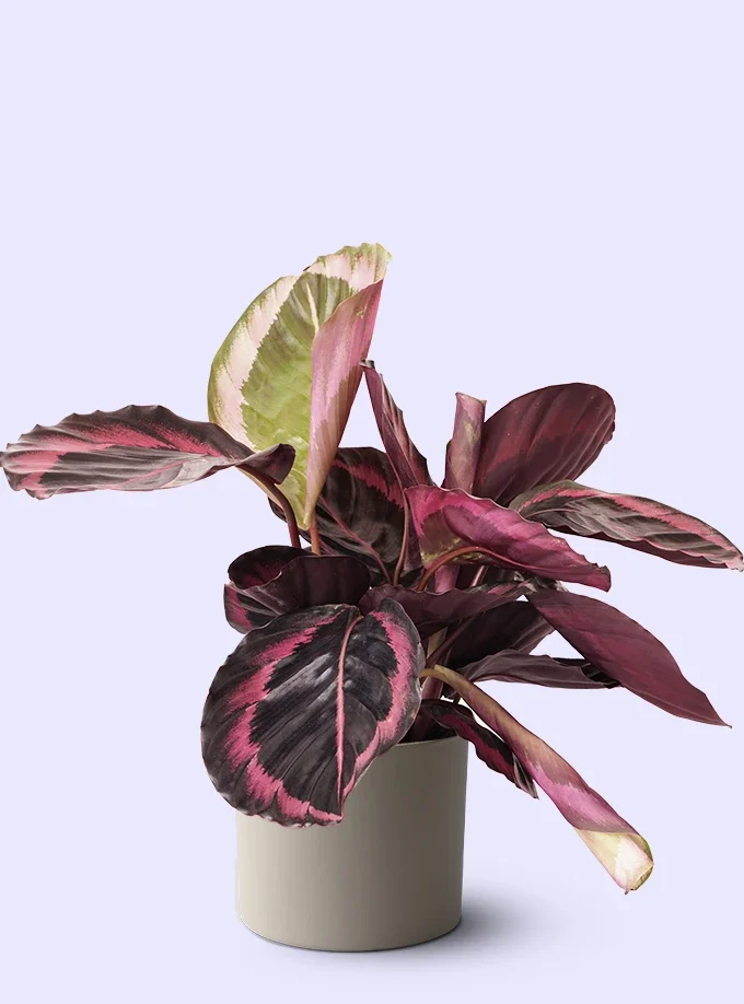 krem renk terakota toprak saksıda calathea roseopicta dottie dua bitkisi dua çiçeği