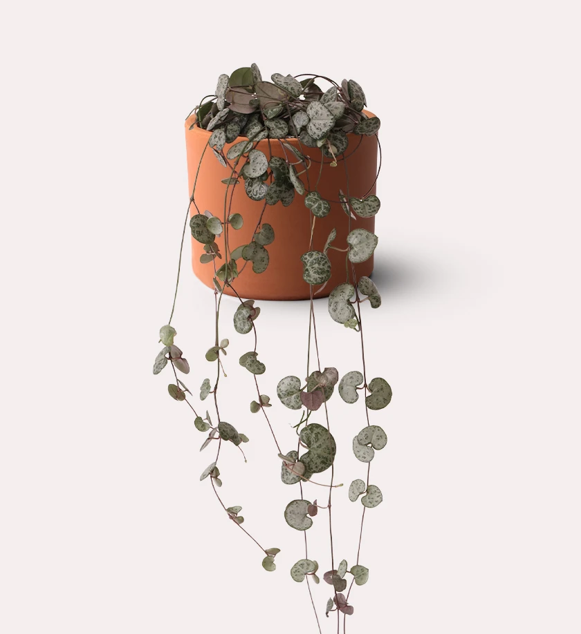 terakota toprak saksıda ceropegia woodii kalp kalbe karşı bitkisi