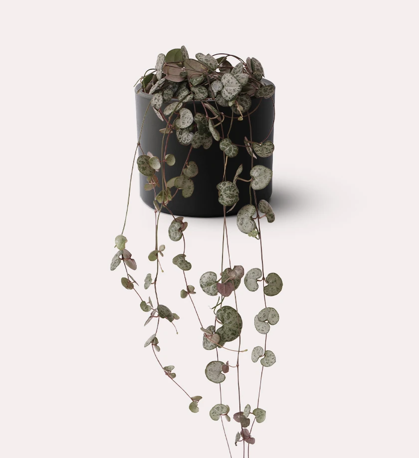 siyah renk terakota toprak saksıda ceropegia woodii kalp kalbe karşı bitkisi