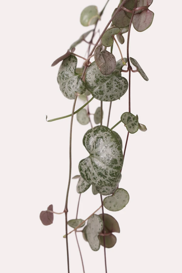 ceropegia woodii kalp kalbe karşı bitkisi yakın fotoğrafı